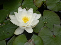 Online and phone counselling. Waterlily