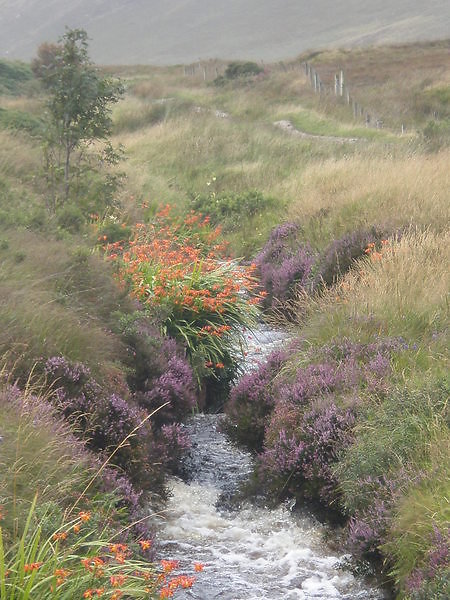 Home. Stream, Donegal
